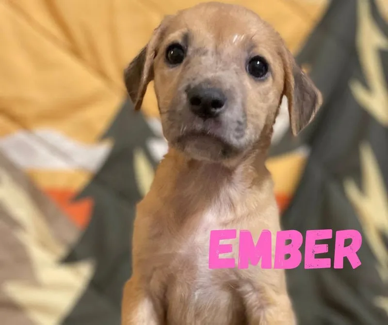 A baby medium-sized female Yellow / Tan / Blond / Fawn Mixed Breed dog named Ember for adoption in Shalimar, FL