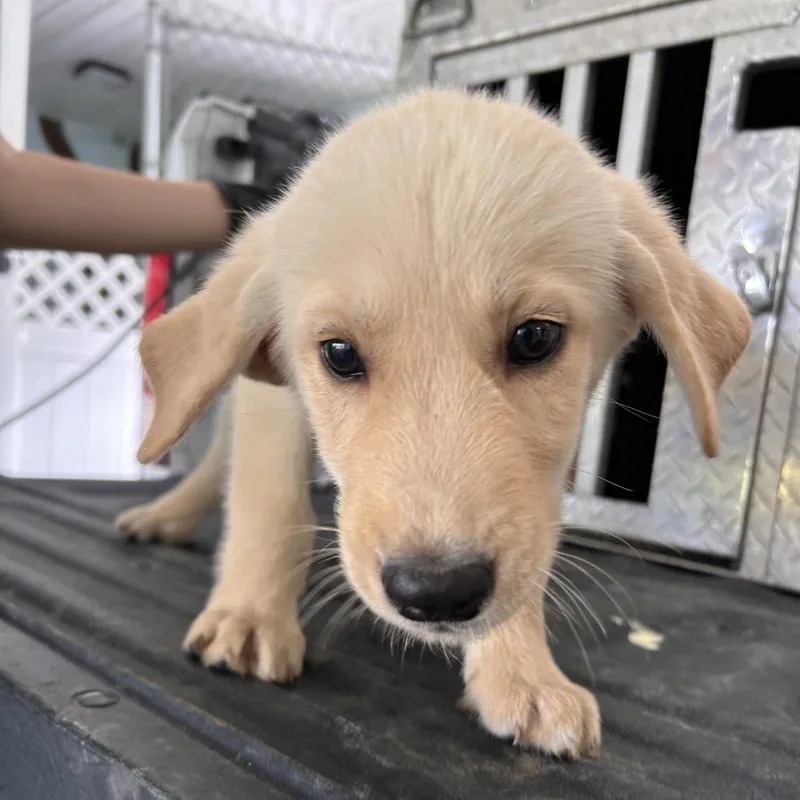 A baby small-sized male White / Cream Husky dog named James for adoption in Roxboro, NC