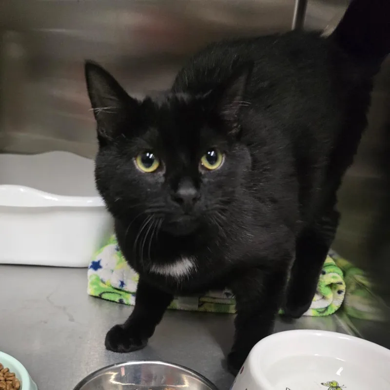 A baby medium-sized male Black Domestic Short Hair cat named Widow for adoption in Spokane, WA