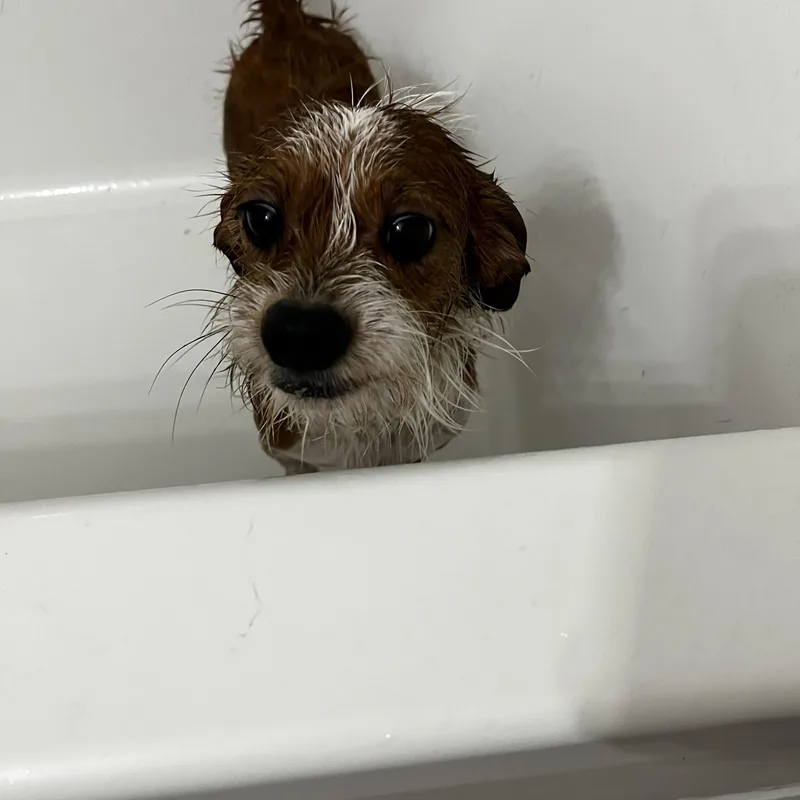 A young small-sized male Wirehaired Terrier dog named Oscar for adoption in Grayson, GA