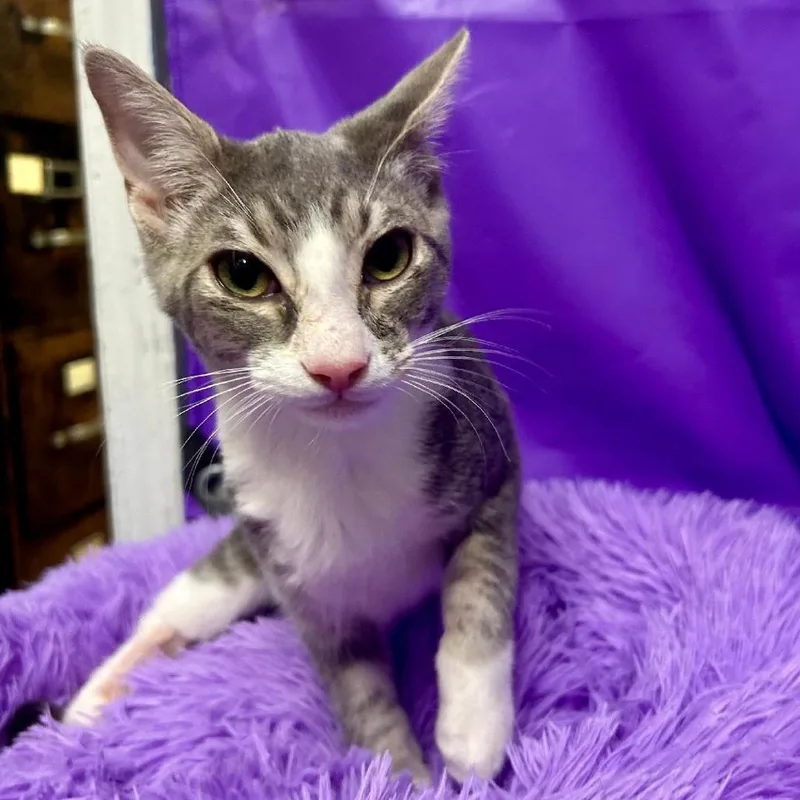A baby medium-sized male Gray / Blue / Silver Domestic Short Hair cat named Orbit for adoption in North Myrtle Beach, SC