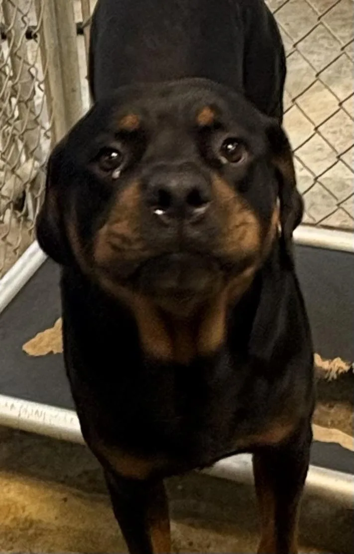 An adult large-sized male Black Rottweiler dog named Busta HOLD for adoption in Canton, OH