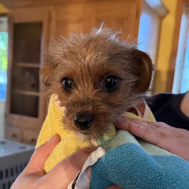 A baby small-sized female Yorkshire Terrier dog named Ethal for adoption in Madison, WI