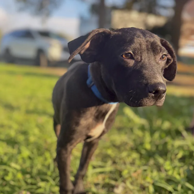A young small-sized male Black Mountain Cur dog named Jimmy for adoption in Richmond, IN