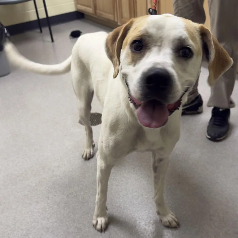 An adult medium-sized female Mixed Breed dog named Hosie for adoption in Guntersville, AL