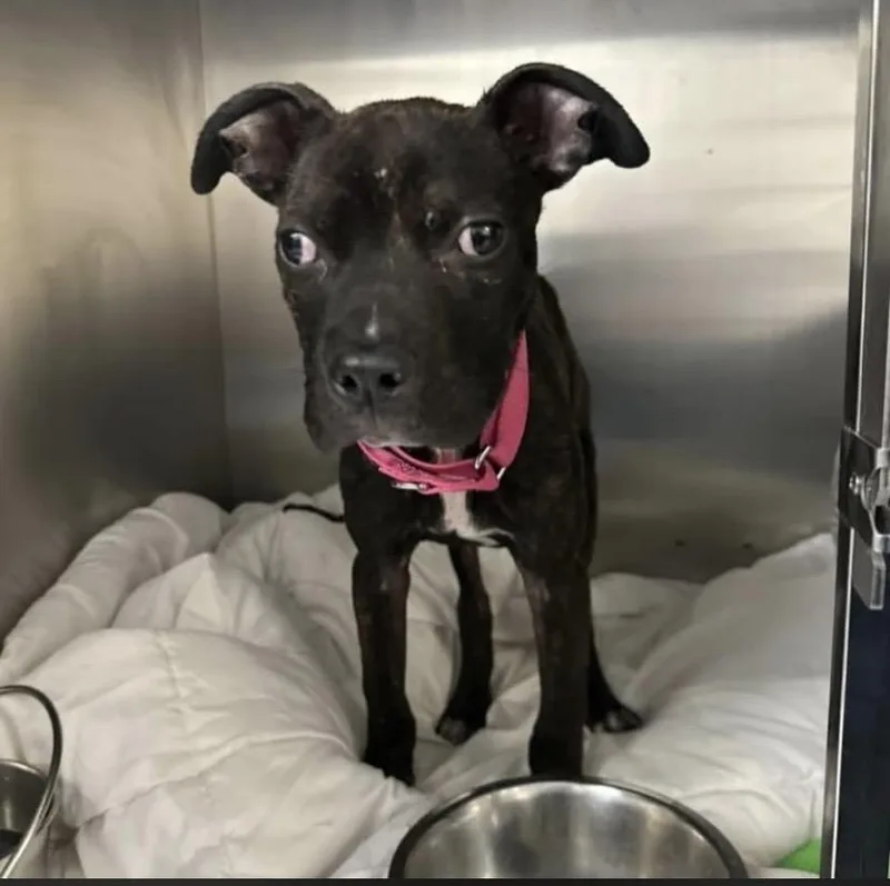 A young medium-sized male Staffordshire Bull Terrier dog named Mutters for adoption in Philadelphia, PA