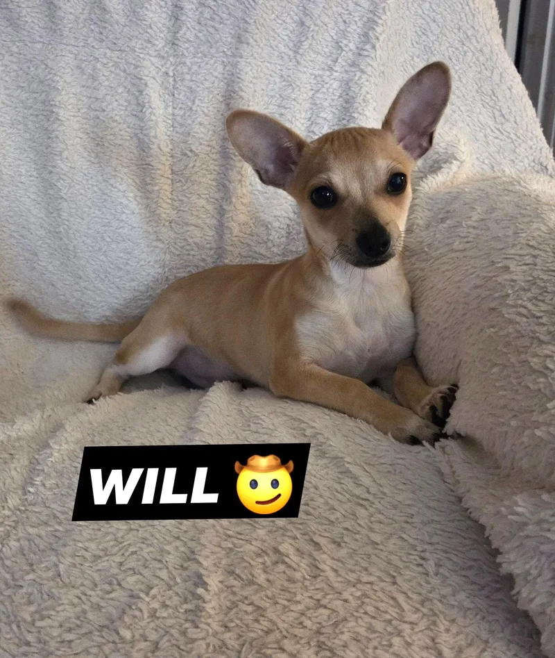 A baby small-sized male Yellow / Tan / Blond / Fawn Terrier dog named Will for adoption in Oakdale, CA