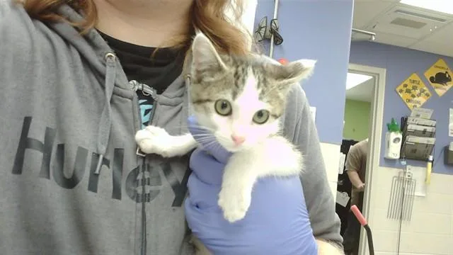 A baby small-sized female Domestic Short Hair cat named Bee for adoption in Omaha, NE