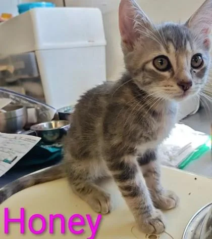 A young medium-sized female Domestic Short Hair cat named Honey for adoption in Kansas City, MO