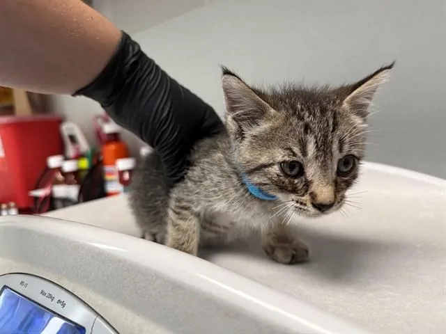 A baby small-sized male Domestic Short Hair cat named Phineas for adoption in Antioch, CA