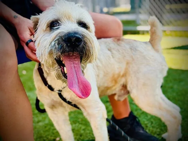 An adult medium-sized male Poodle dog named Max for adoption in Orlando, FL
