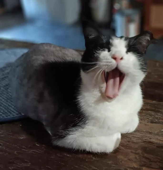 An adult medium-sized female Black & White / Tuxedo Domestic Short Hair cat named Alora for adoption in Saint Augustine, FL