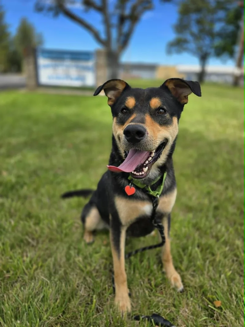 A young large-sized male Black Shepherd dog named Loki for adoption in Grants Pass, OR