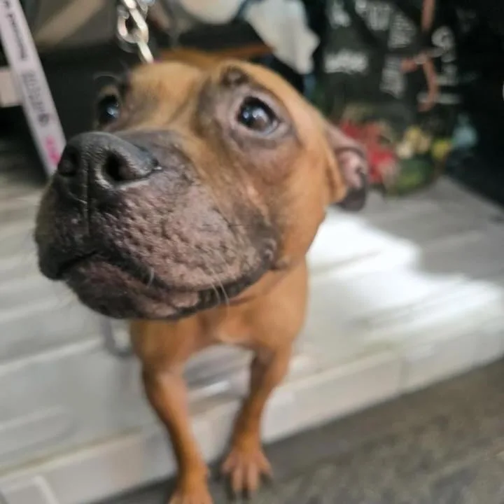 An adult small-sized female Mixed Breed dog named Twindle for adoption in Long Island City, NY