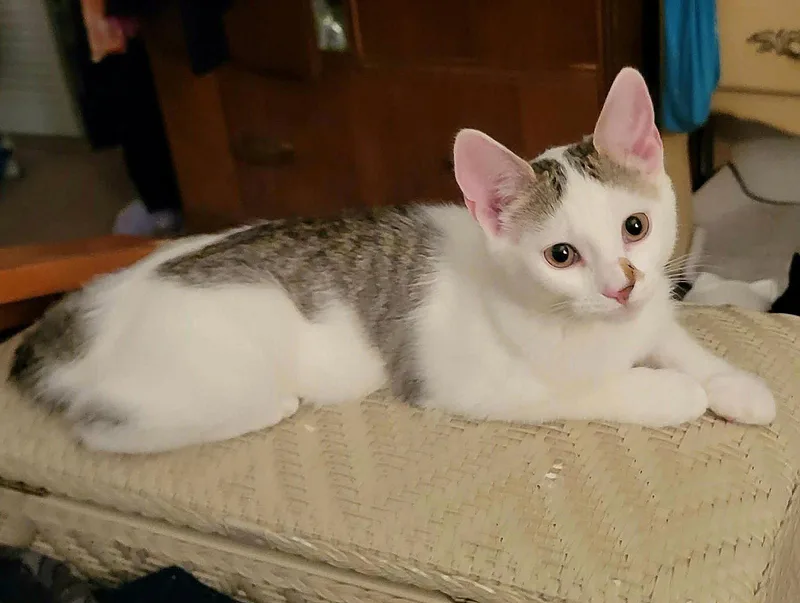 A baby medium-sized female Domestic Short Hair cat named Martha for adoption in Whitehall, PA