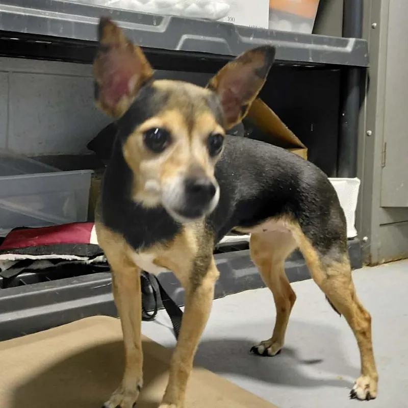 A senior small-sized female Black Chihuahua dog named Mimi Marquez for adoption in Aldie, VA