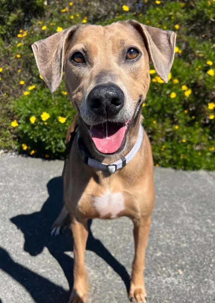 An adult large-sized female Catahoula Leopard Dog dog named Cleo for adoption in Brookings, OR