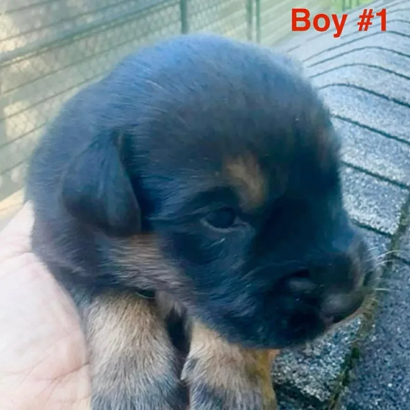 A baby large-sized male Black German Shepherd Dog dog named Trigger for adoption in Columbia Station, OH