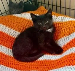 A baby small-sized male Black Domestic Short Hair cat named Bee for adoption in Oradell, NJ