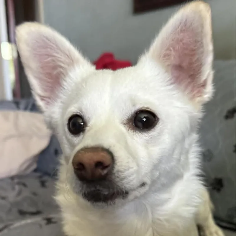 A young small-sized female White / Cream Chihuahua dog named Mellow for adoption in Apple Valley, CA