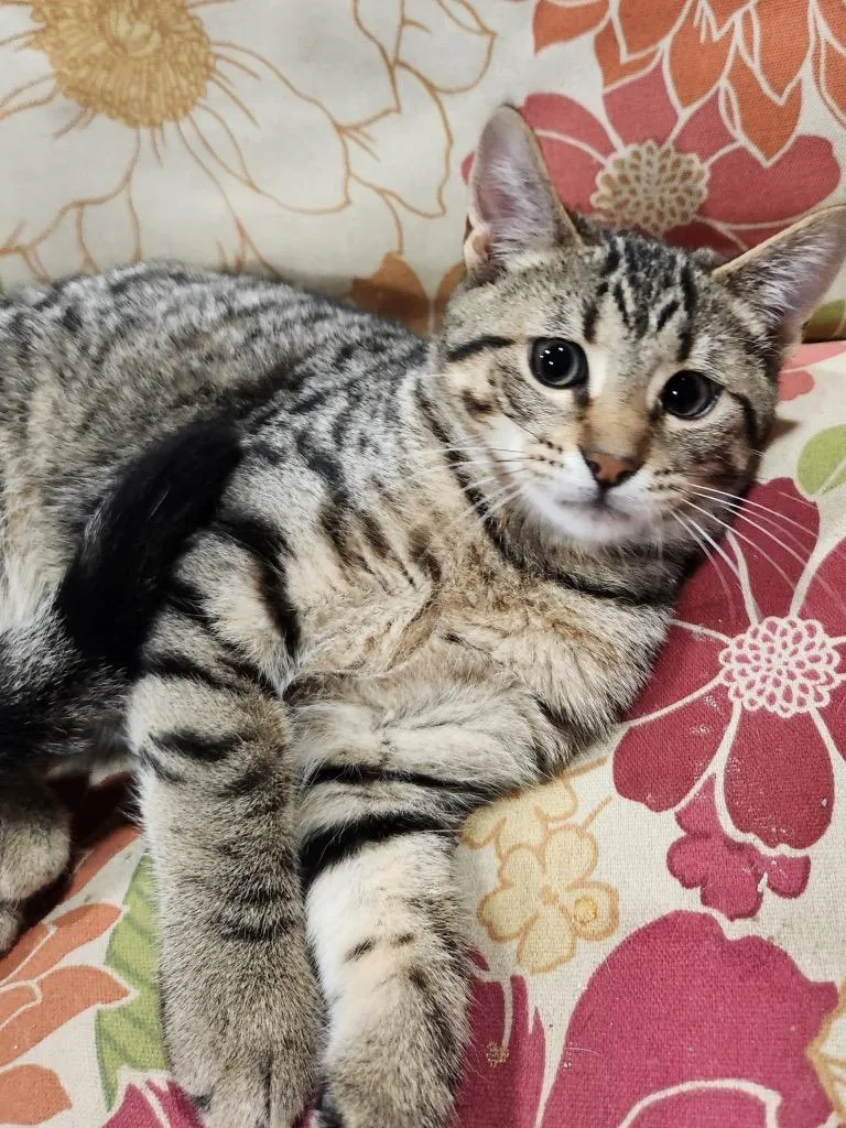 A baby small-sized male Domestic Short Hair cat named Nico for adoption in Camp Hill, PA