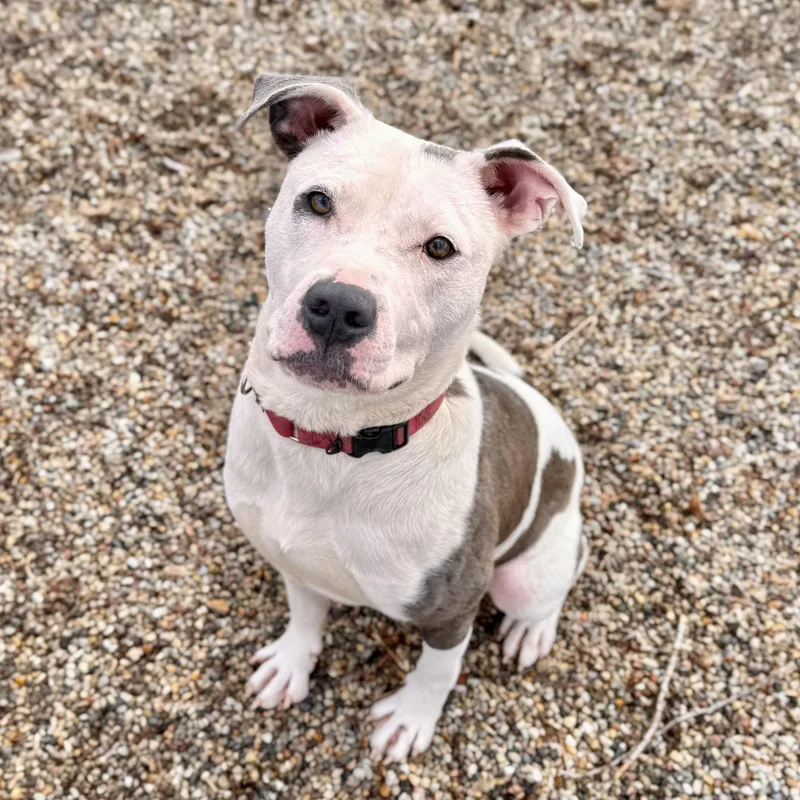A young medium-sized male Mixed Breed dog named Sizzle for adoption in Midland, MI