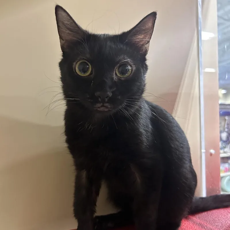 A young small-sized male Black Domestic Short Hair cat named New Mexico for adoption in Hemet, CA