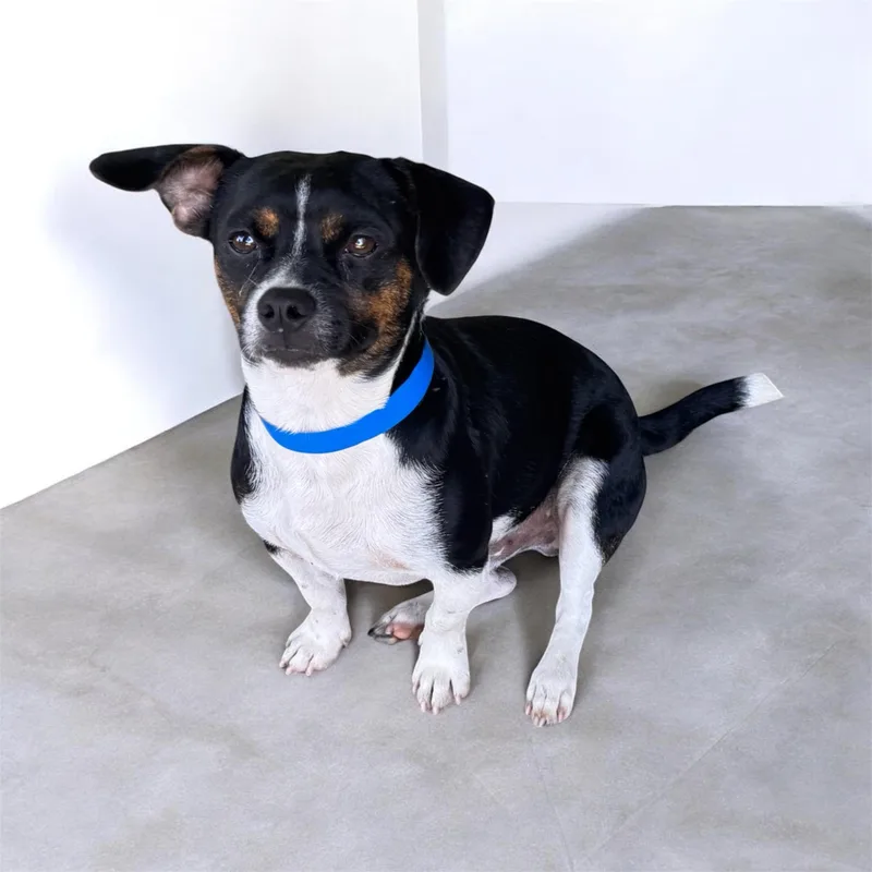 A young small-sized male Black Beagle dog named Elvis for adoption in Sequatchie, TN