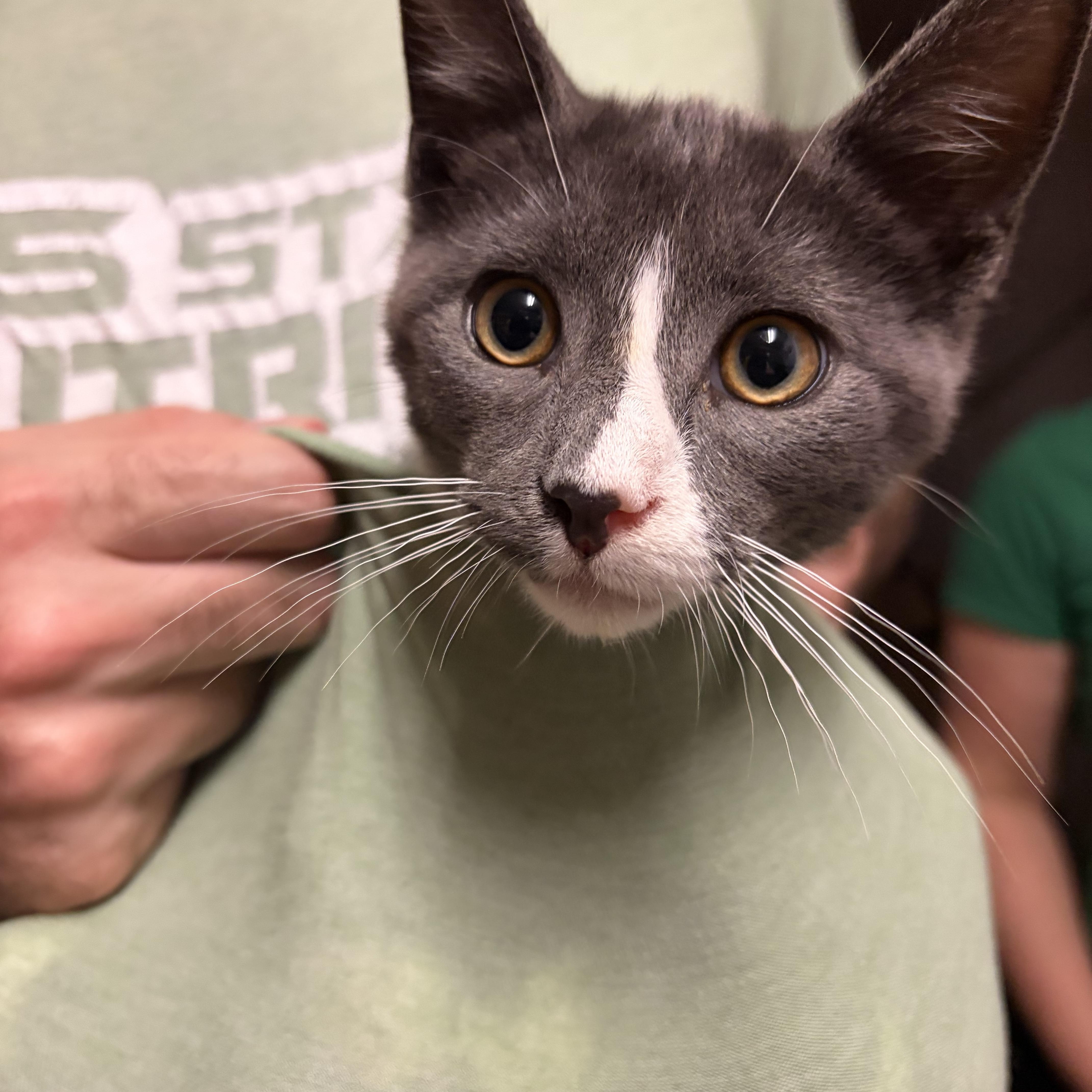 A baby medium-sized male Gray / Blue / Silver Domestic Short Hair cat named Peter for adoption in Muncie, IN