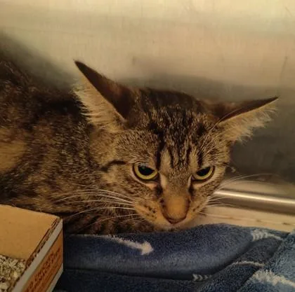 An adult large-sized female Domestic Short Hair cat named Louise for adoption in Lafayette, IN