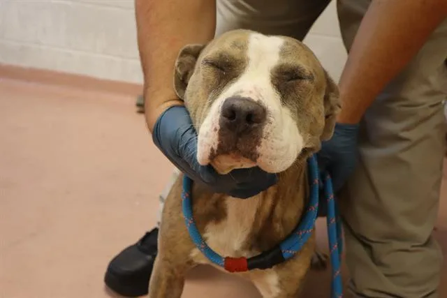A young medium-sized female Mixed Breed dog named Rachel for adoption in Columbia, SC