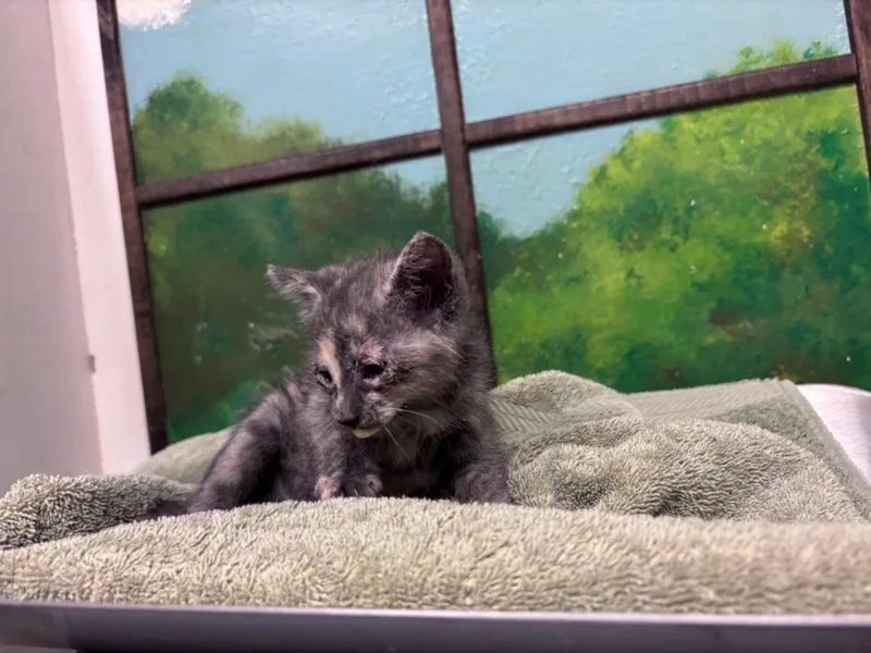 A baby small-sized female Domestic Short Hair cat named Turkey for adoption in Houston, TX