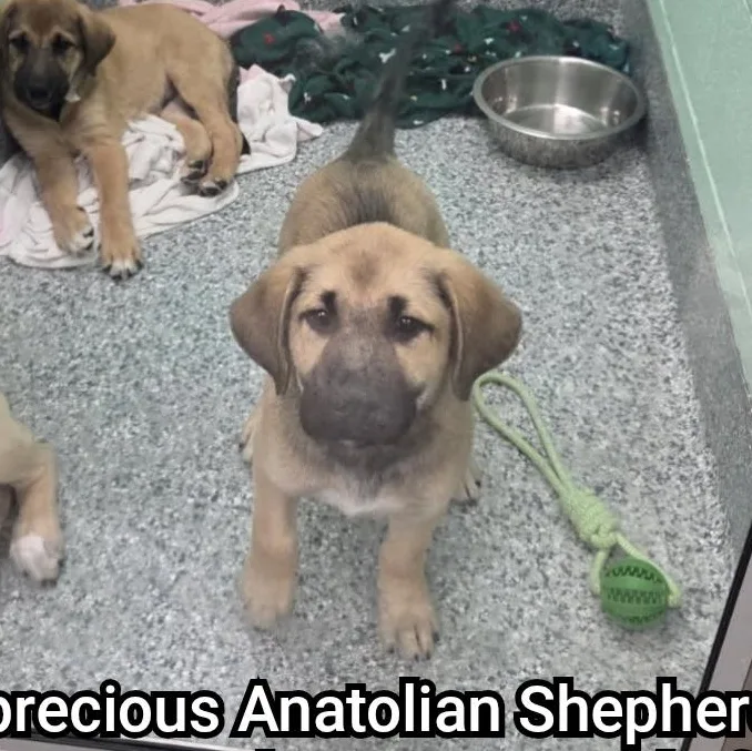 A baby large-sized male Anatolian Shepherd dog named Aikman for adoption in Plano, TX
