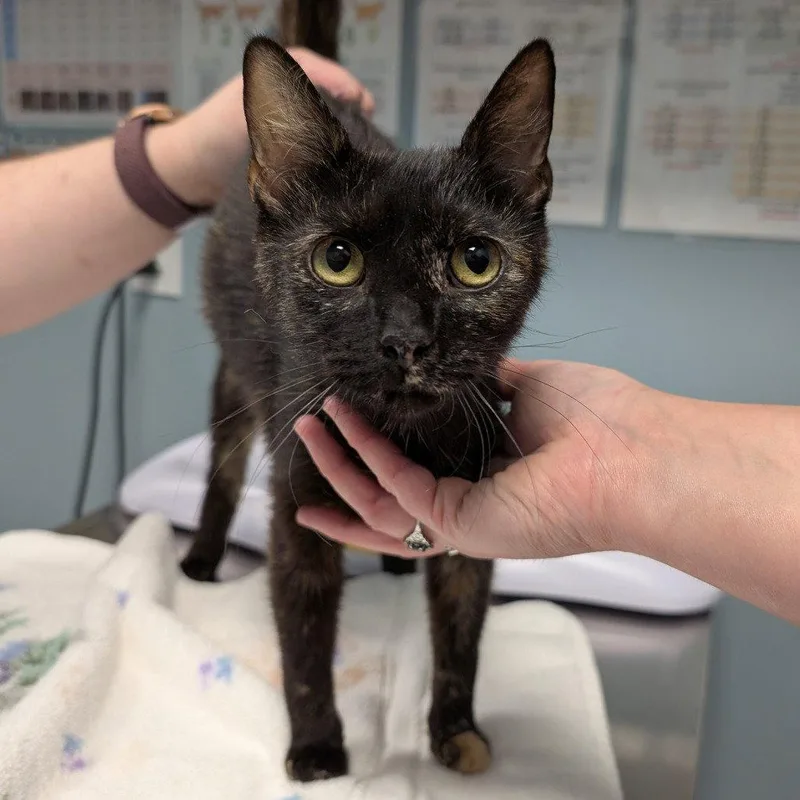 A young medium-sized female Domestic Short Hair cat named Joy for adoption in New Castle, DE