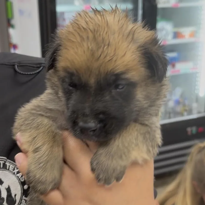 A baby small-sized male Yellow / Tan / Blond / Fawn Mixed Breed dog named Ska for adoption in Midland, TX