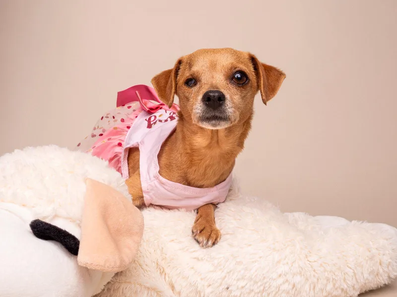 An adult small-sized female Chihuahua dog named Chiquita for adoption in Palo Alto, CA
