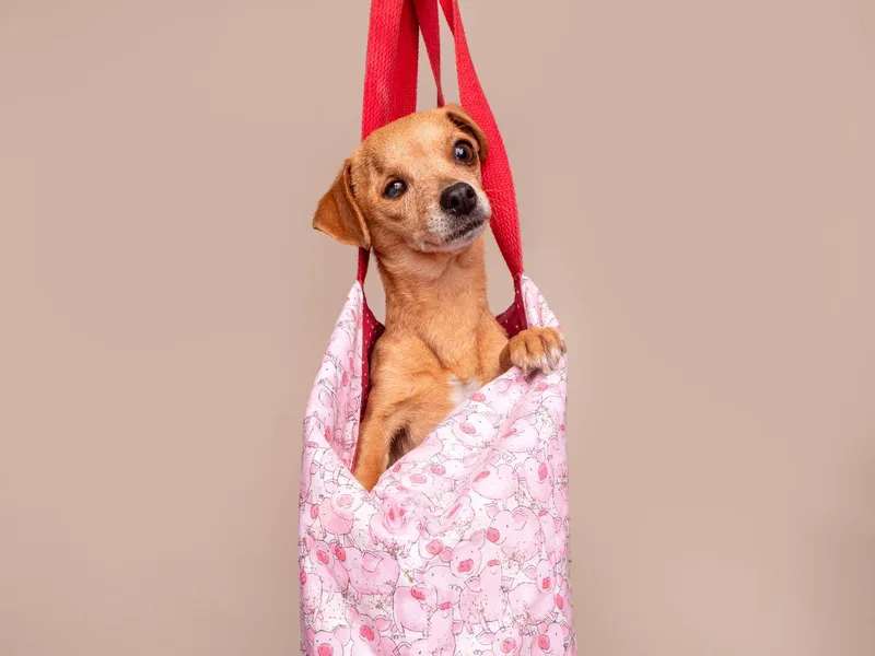 Chiquita thumbnail 3