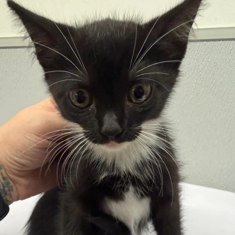 A baby small-sized female Black Domestic Short Hair cat named Aubree for adoption in Tampa, FL