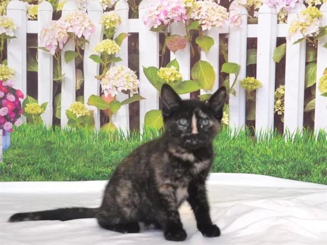 Ballerini
