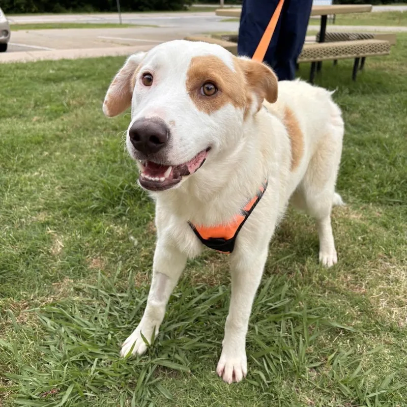 An adult medium-sized male Australian Cattle Dog / Blue Heeler dog named Simon for adoption in Stillwater, OK