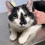 An adult extra large-sized male Black Domestic Short Hair cat named Yoyo for adoption in DeKalb, IL