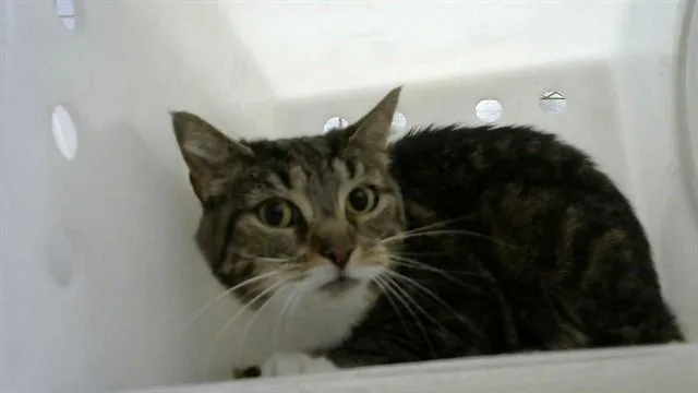 An adult medium-sized female Domestic Short Hair cat named Leeluu for adoption in Albuquerque, NM
