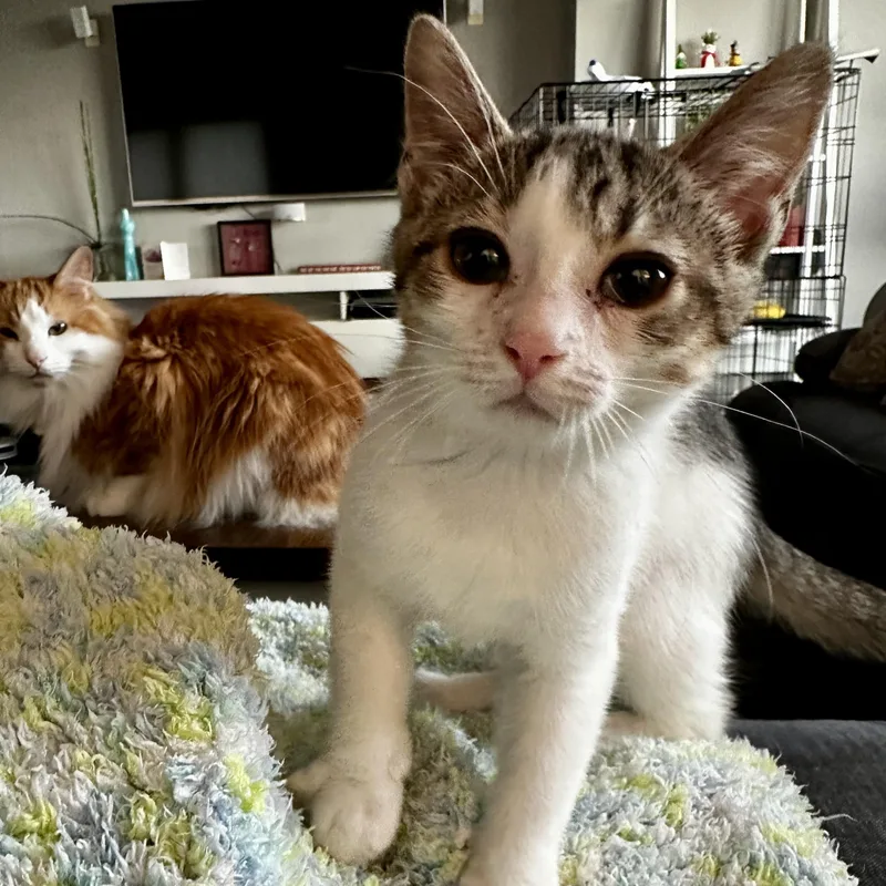 A baby small-sized male White Domestic Short Hair cat named Forrest for adoption in Richmond, VA