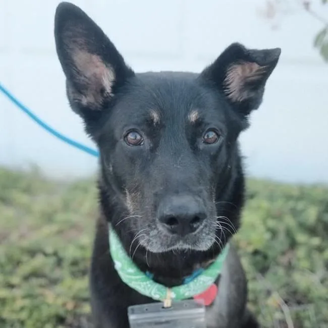 An adult large-sized male Shepherd dog named Santiago for adoption in San Diego, CA