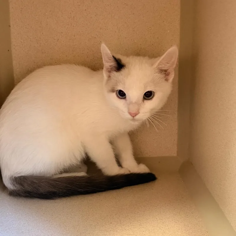 A baby small-sized male White Domestic Short Hair cat named Apollo for adoption in Pagosa Springs, CO