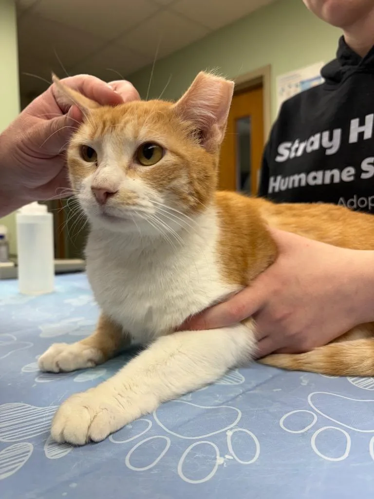 A young medium-sized female Domestic Short Hair cat named Cecilia for adoption in Waverly, NY