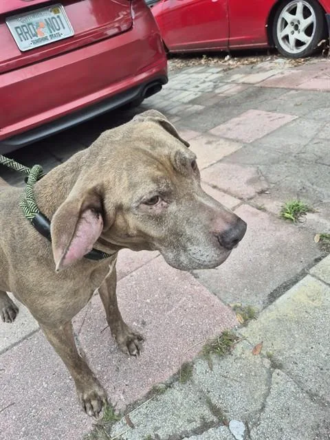 An adult large-sized male Pit Bull Terrier dog named Cauliflower for adoption in Saint Cloud, FL