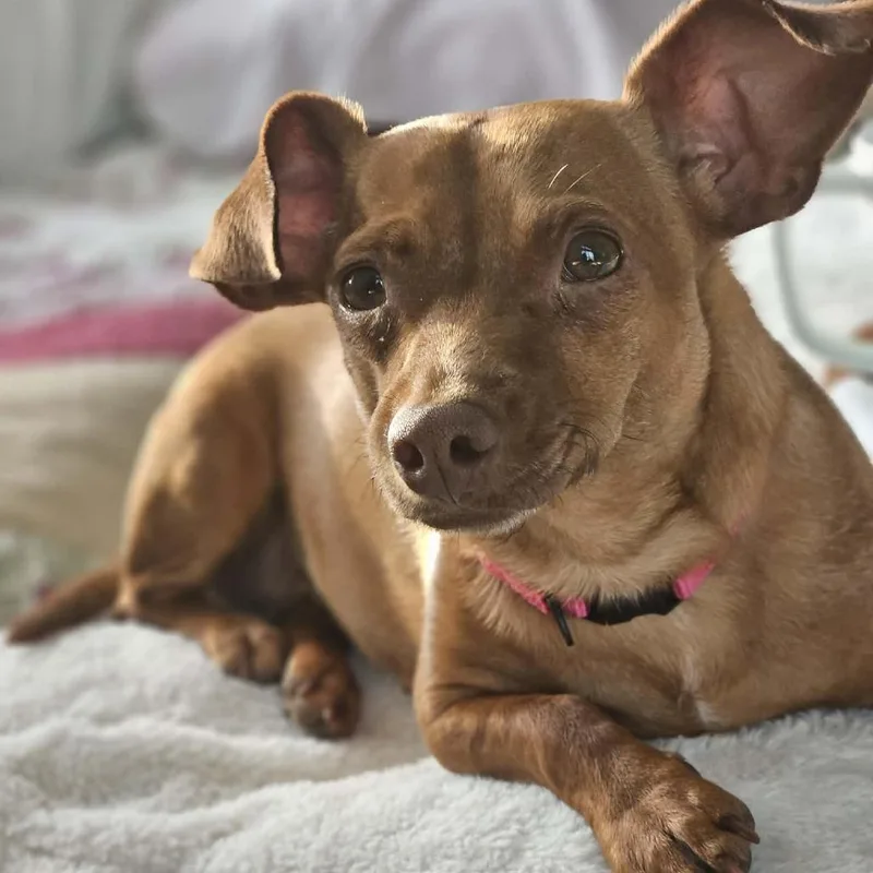 An adult small-sized female Red / Chestnut / Orange Chihuahua dog named Maple for adoption in South Elgin, IL