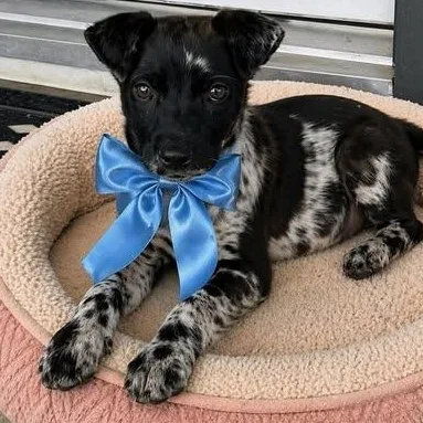A baby medium-sized male Merle (Blue) American Staffordshire Terrier dog named Cinco for adoption in Crosby, TX