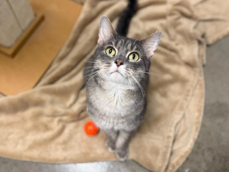 A senior medium-sized male Domestic Short Hair cat named Lima Bean for adoption in Raleigh, NC